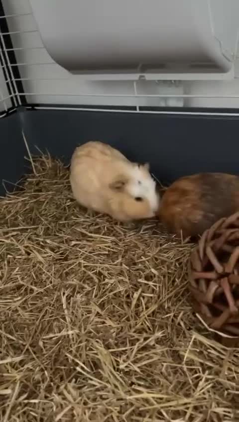 Guinea Pig rodents for sale: Guinea Pig  - Video 3