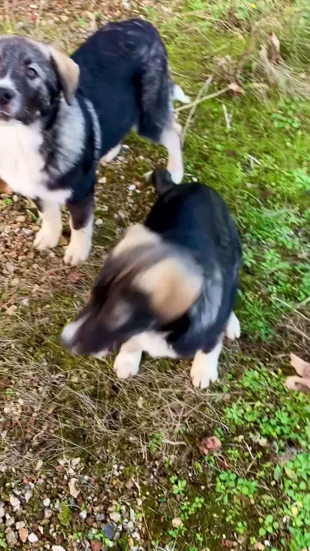 Mixed Breed dogs for sale: READY NOW! Pure Husky x Caucasian Shepherd - Video 2