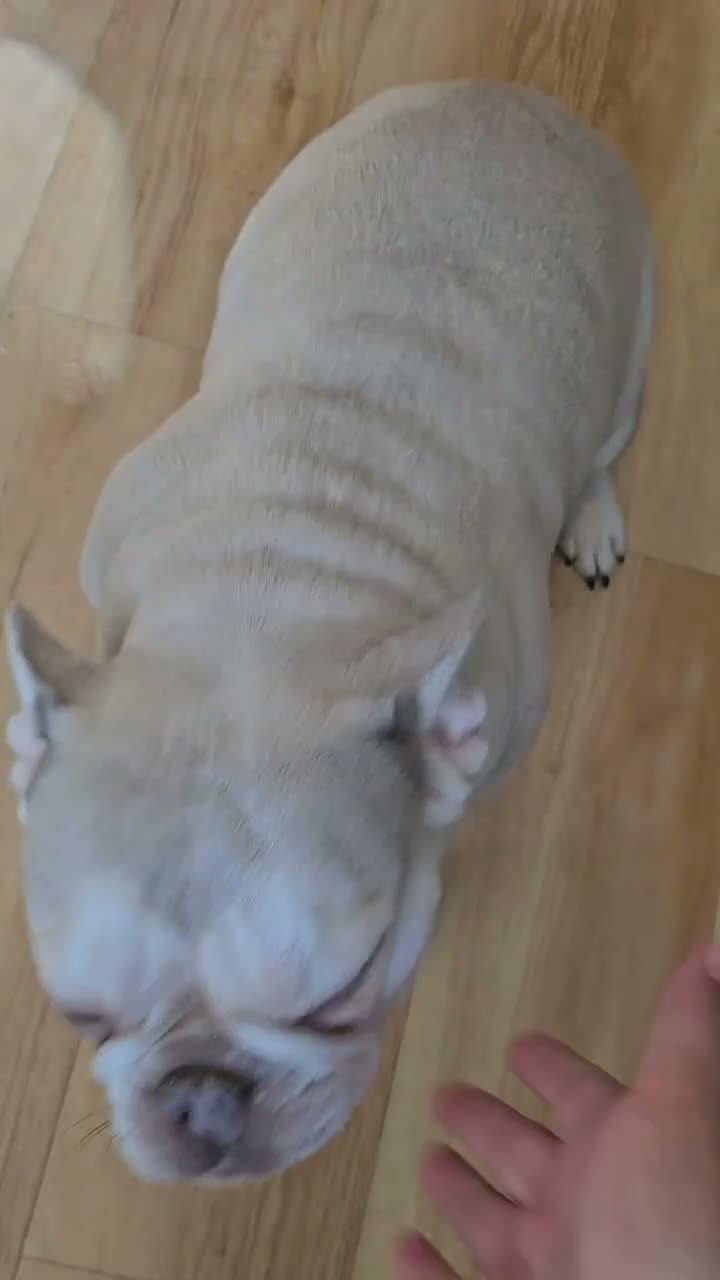 French Bulldog dogs for sale: Beautiful French bulldog for rehome - Video 1