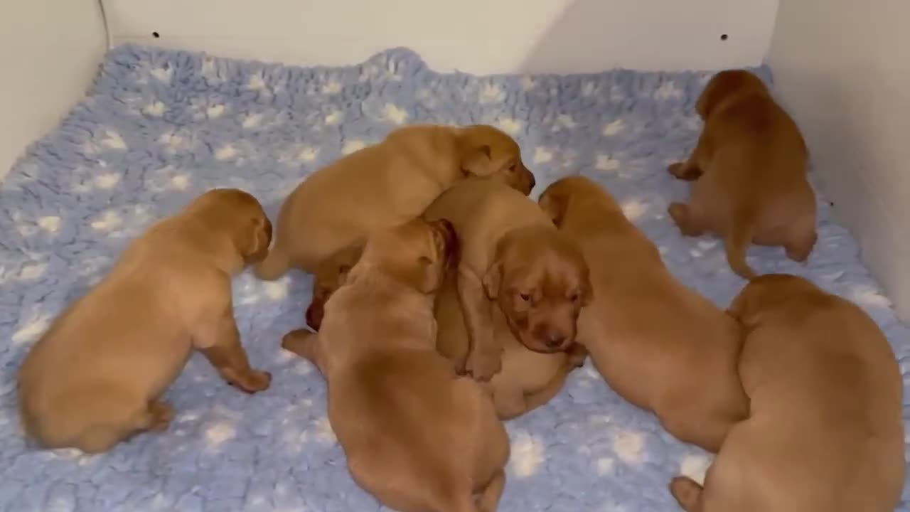 Labrador Retriever dogs for sale: STUNNING KC REGISTERED FOX RED LABRADOR PUPPIES - Video 1