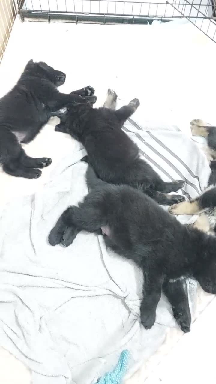 German Shepherd dogs for sale: GERMAN SHEPHERD PUPPIES 🐶  - Video 1