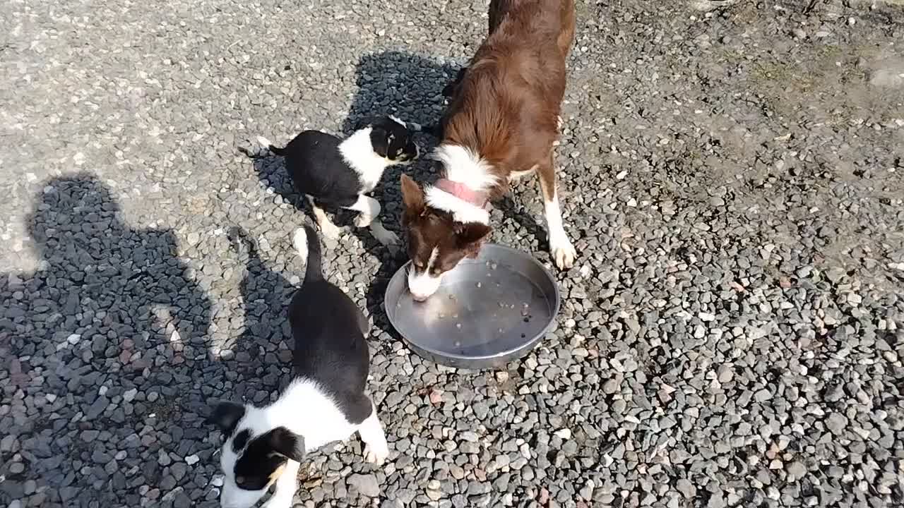 Border Collie dogs for sale: Border Collie Pups  - Video 1