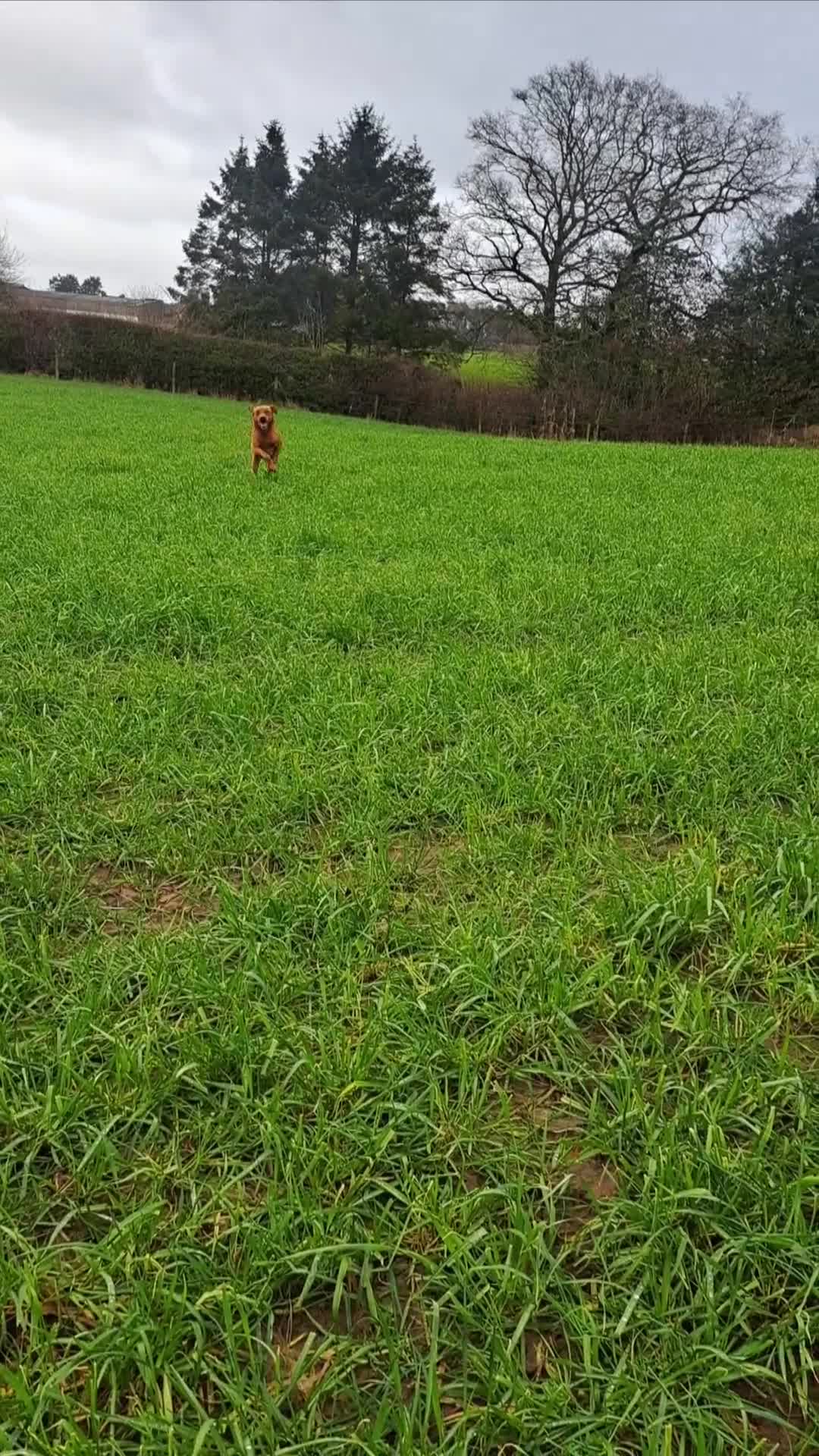 Labrador Retriever dogs for stud: Fox Red Labrador For Stud, Fully health tested  - Video 1