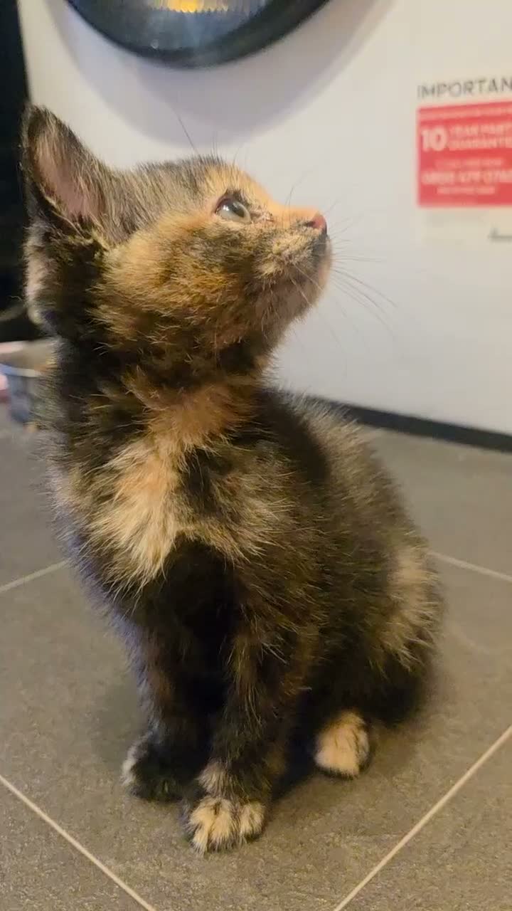 Mixed Breed cats for sale: 3 beautiful babies looking for forever homes - Video 1