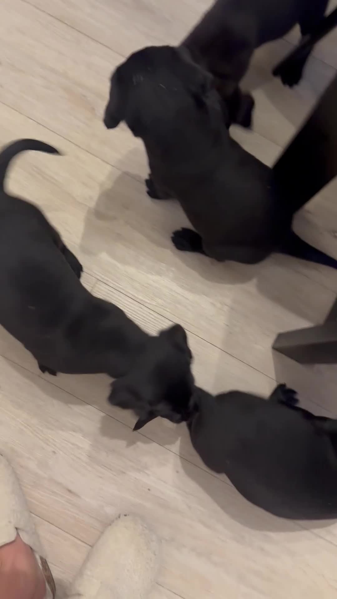 Labrador Retriever dogs for sale: Stunning homebred labs - Video 3