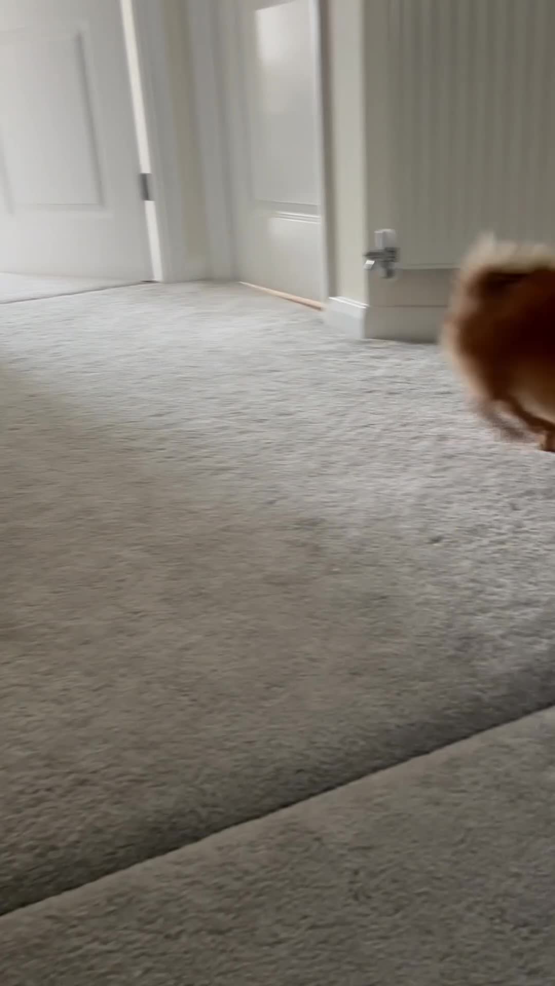 Pomeranian dogs for sale: Pure-Breed Toy Pomeranians  - Video 1