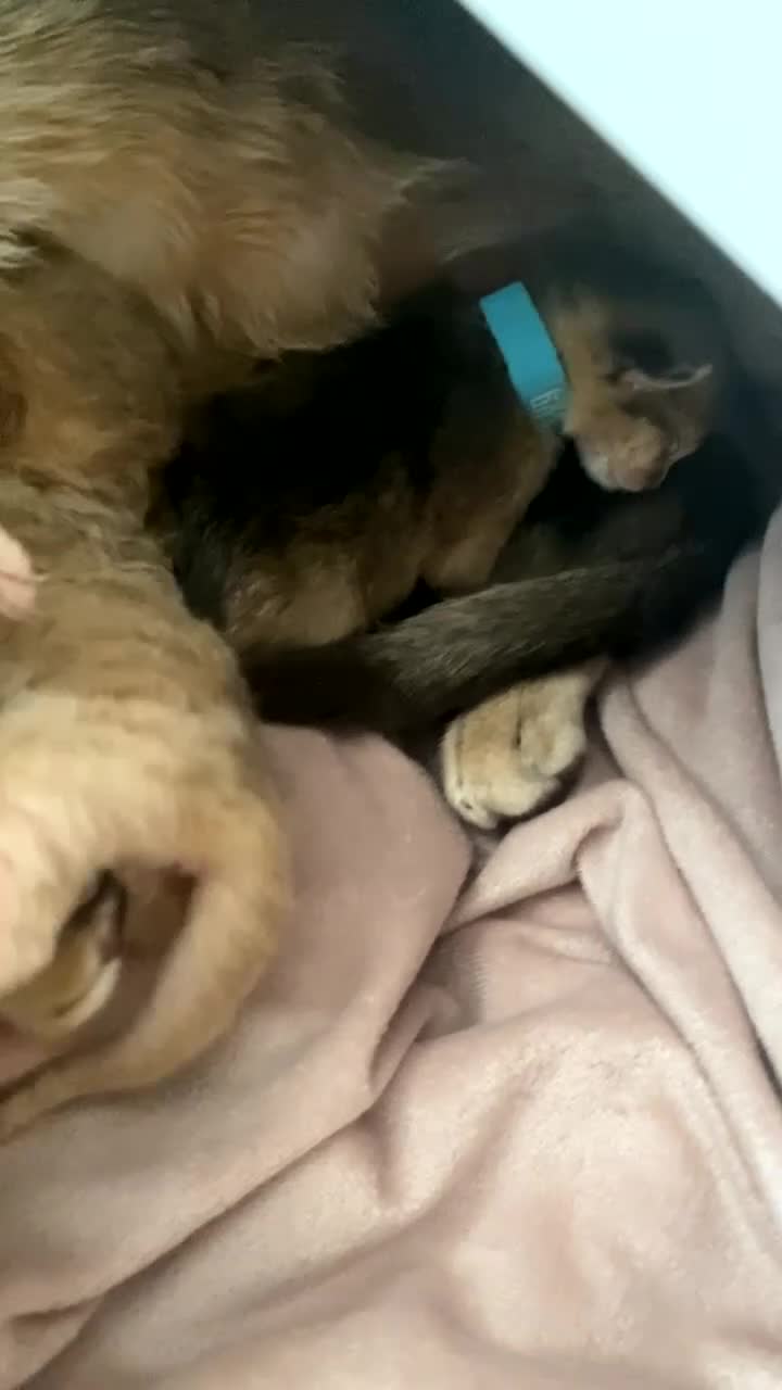 Abyssinian cats for sale: Abyssinian kittens 🐾 - Video 1