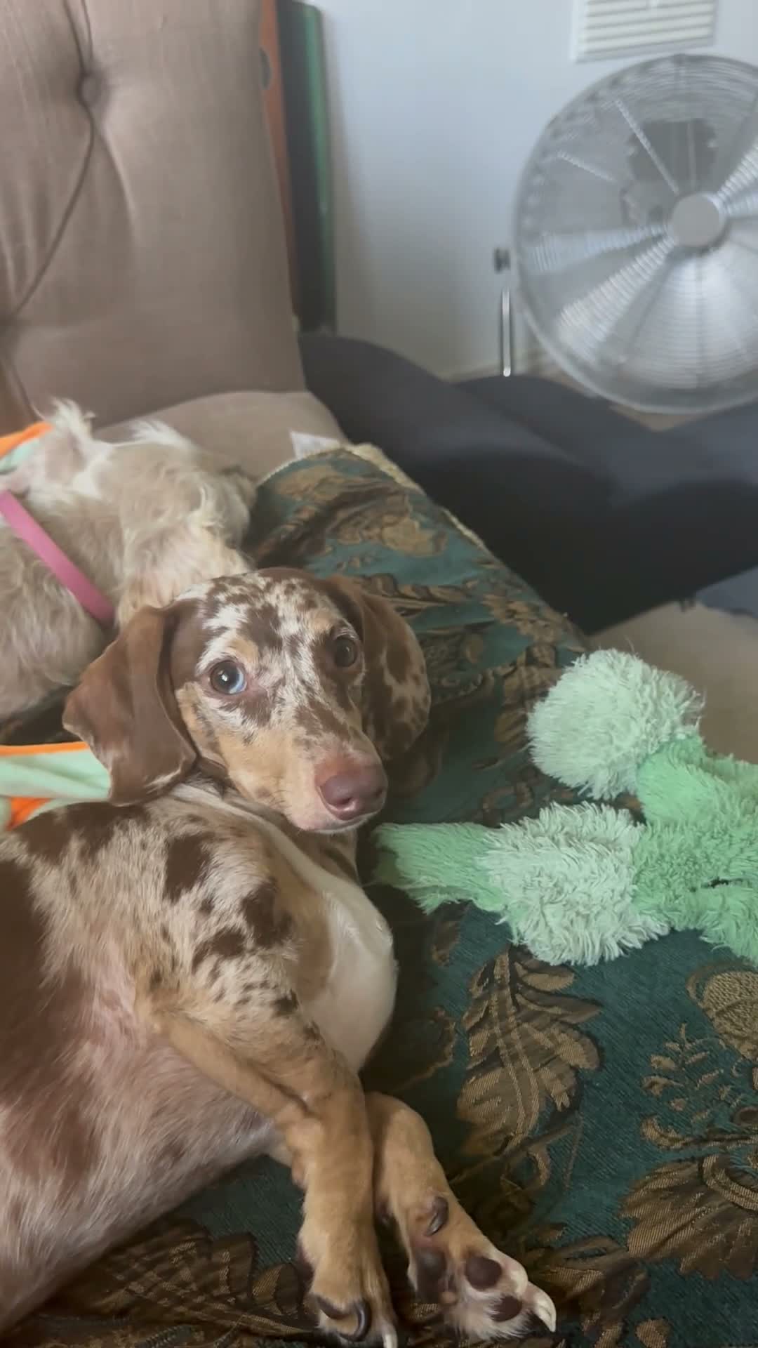 Miniature Dachshund dogs for stud: Miniature, short hair stud in Romford - Video 2