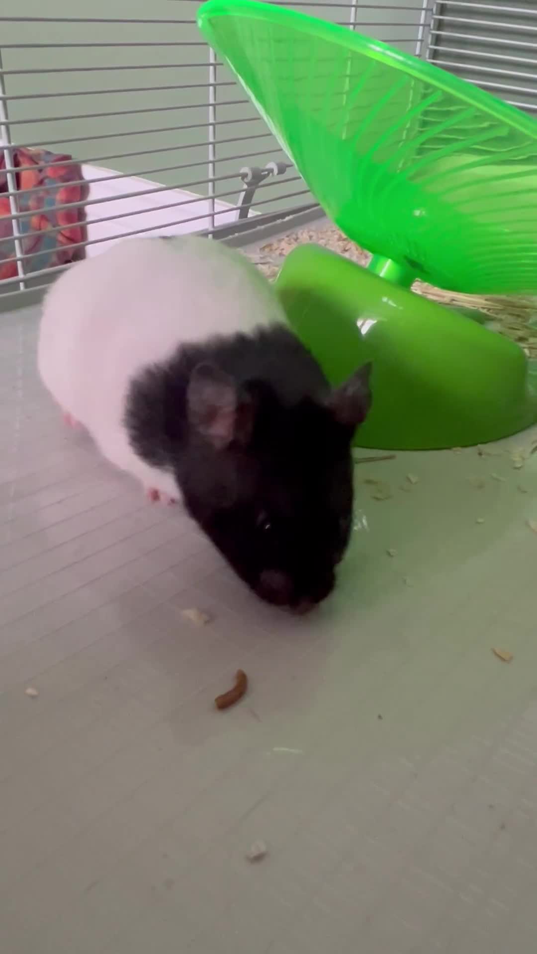 Hamster rodents for sale: Female Baby Syrian Hamster in York - Video 1