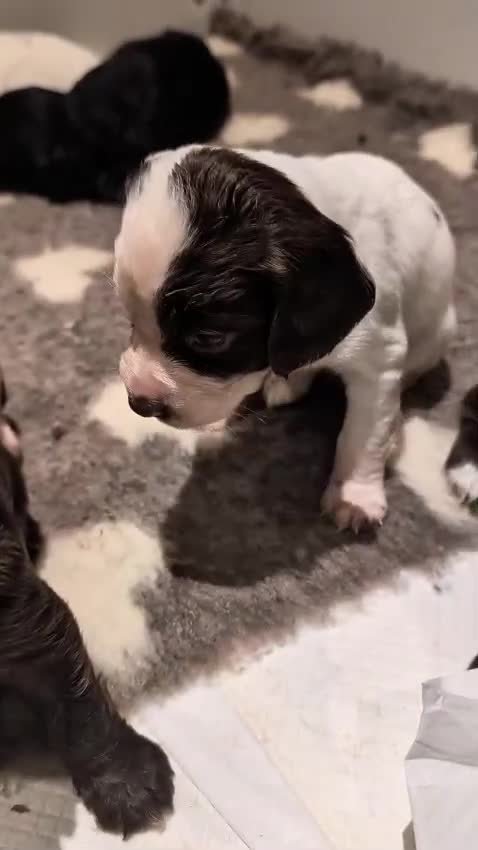 Sprocker dogs for sale: Sprocker spaniels puppies  - Video 1