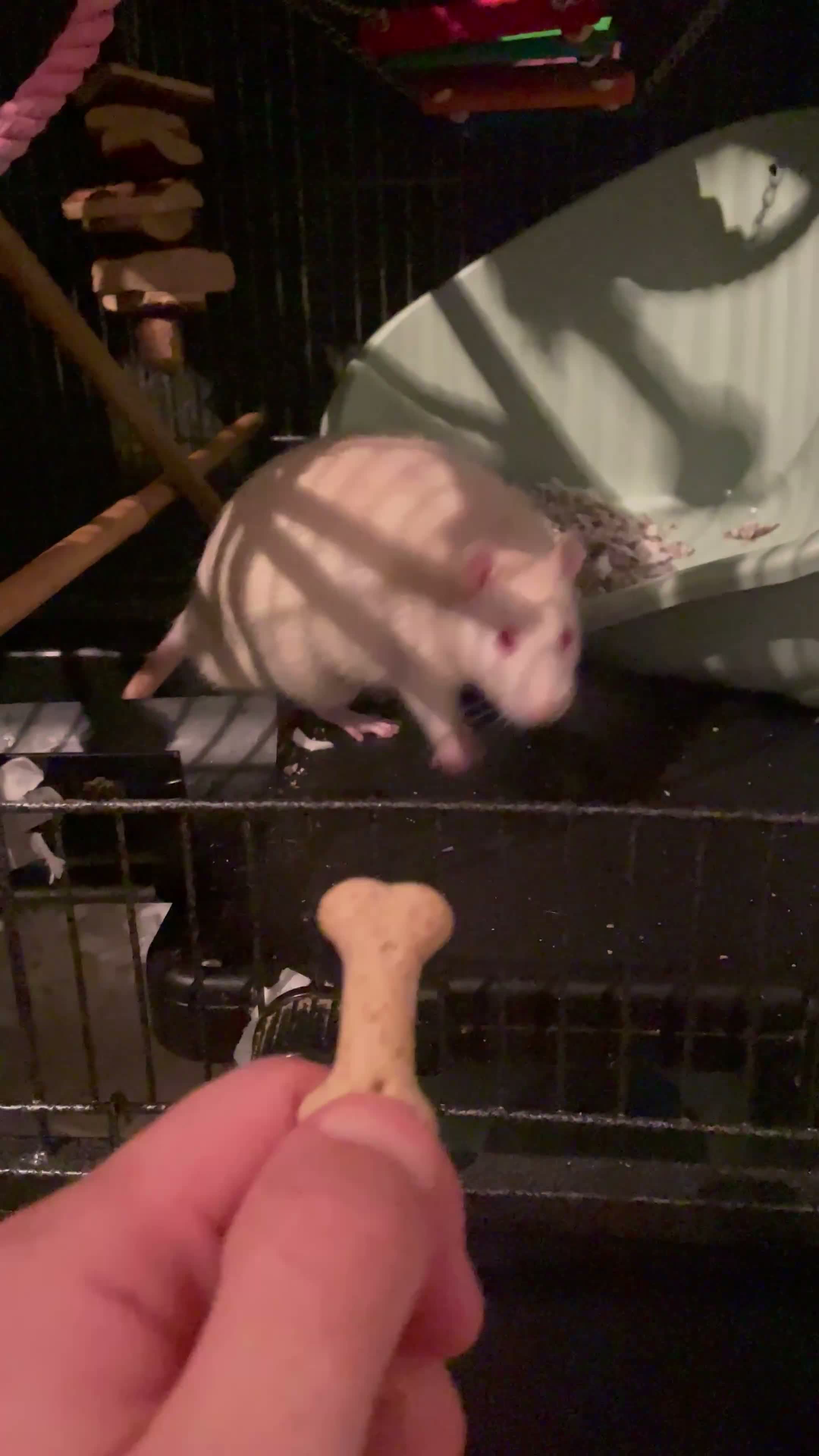 Rat rodents for sale: Two male rats  - Video 1