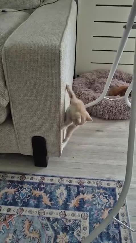 Mixed Breed cats for sale: Kittens almost ready to go - Video 1