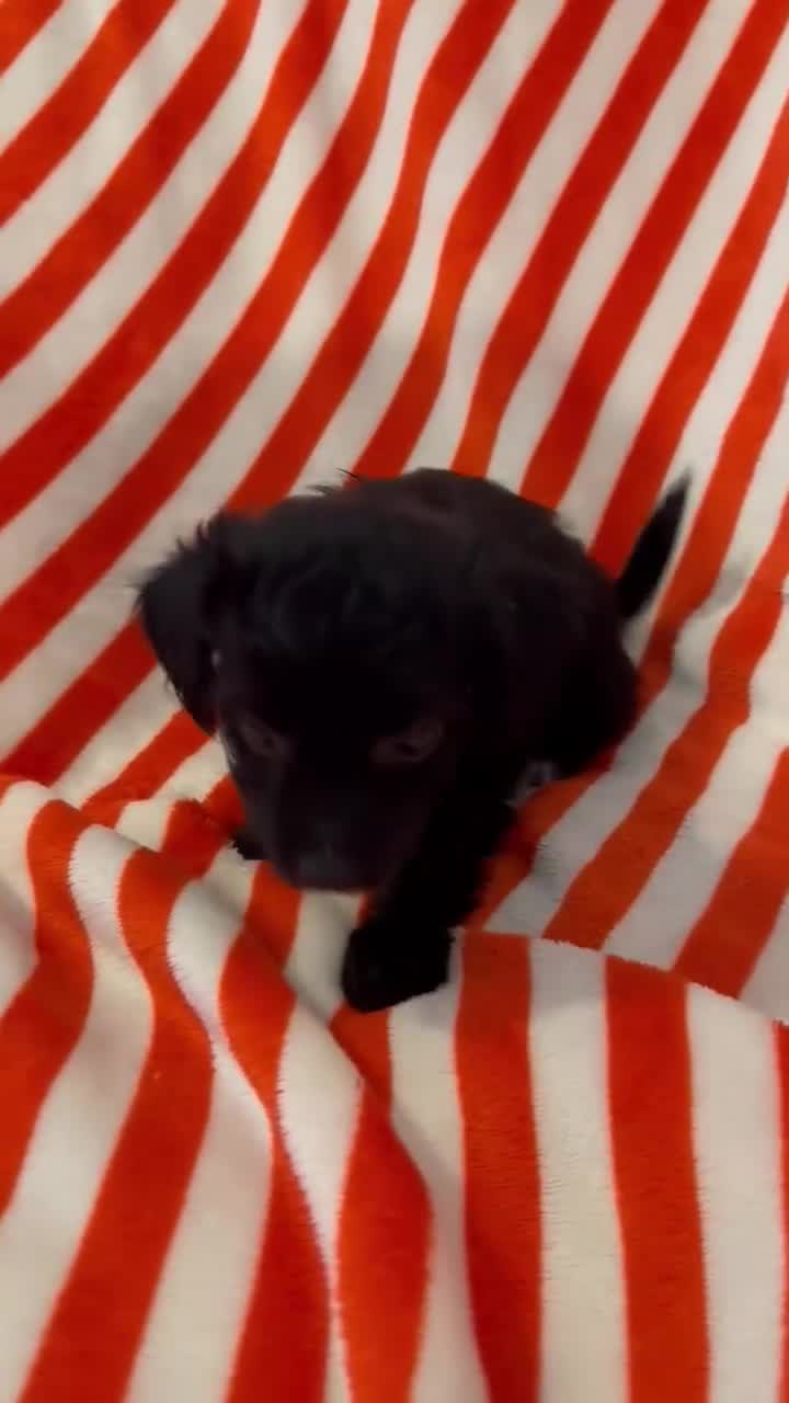 Jackapoo dogs for sale: Beautiful jackapoo’s  - Video 3