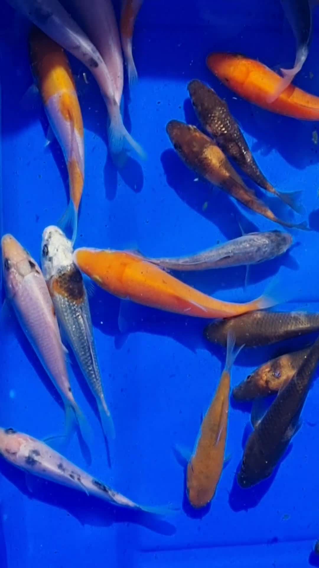 Koi Carp fish for sale: 2 to 4 inch Mixed Koi Carp Fry: young pond fish - Video 4