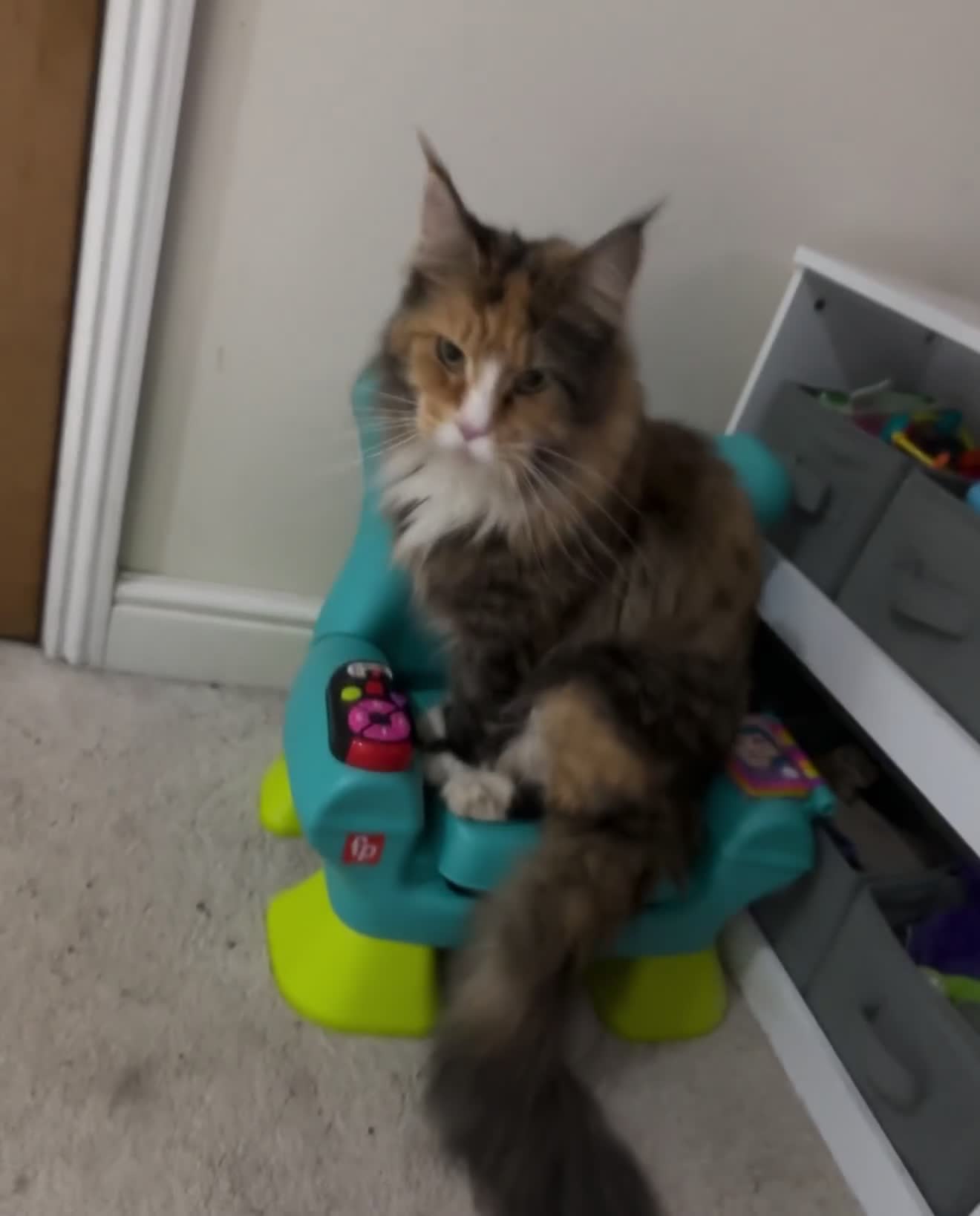 Maine Coon cats for sale: Adorable half Tortoiseshell Maine coon kittens - Video 2