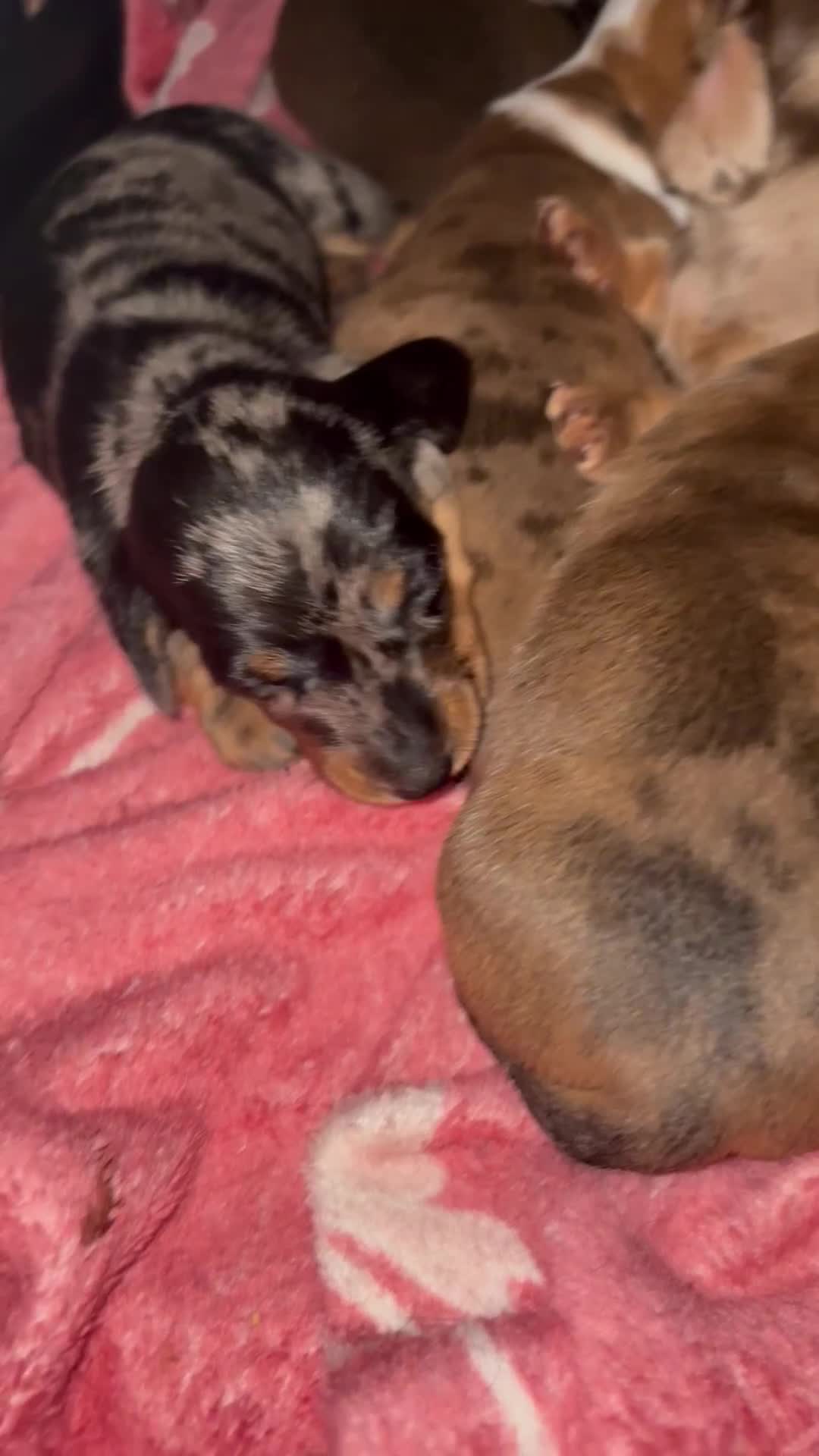 Miniature Dachshund dogs for sale: Miniature dachshunds  - Video 1