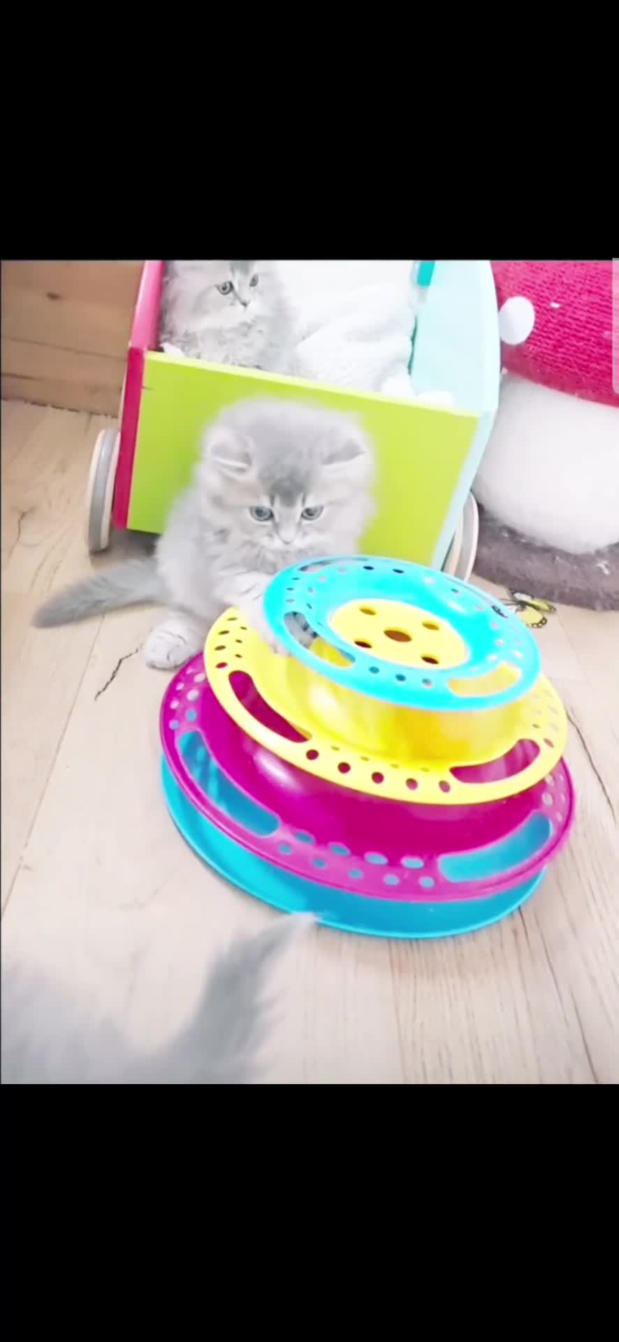British Shorthair cats for sale: 💙British Longhair Babies, Ready to Leave 🏡 🧡 - Video 2