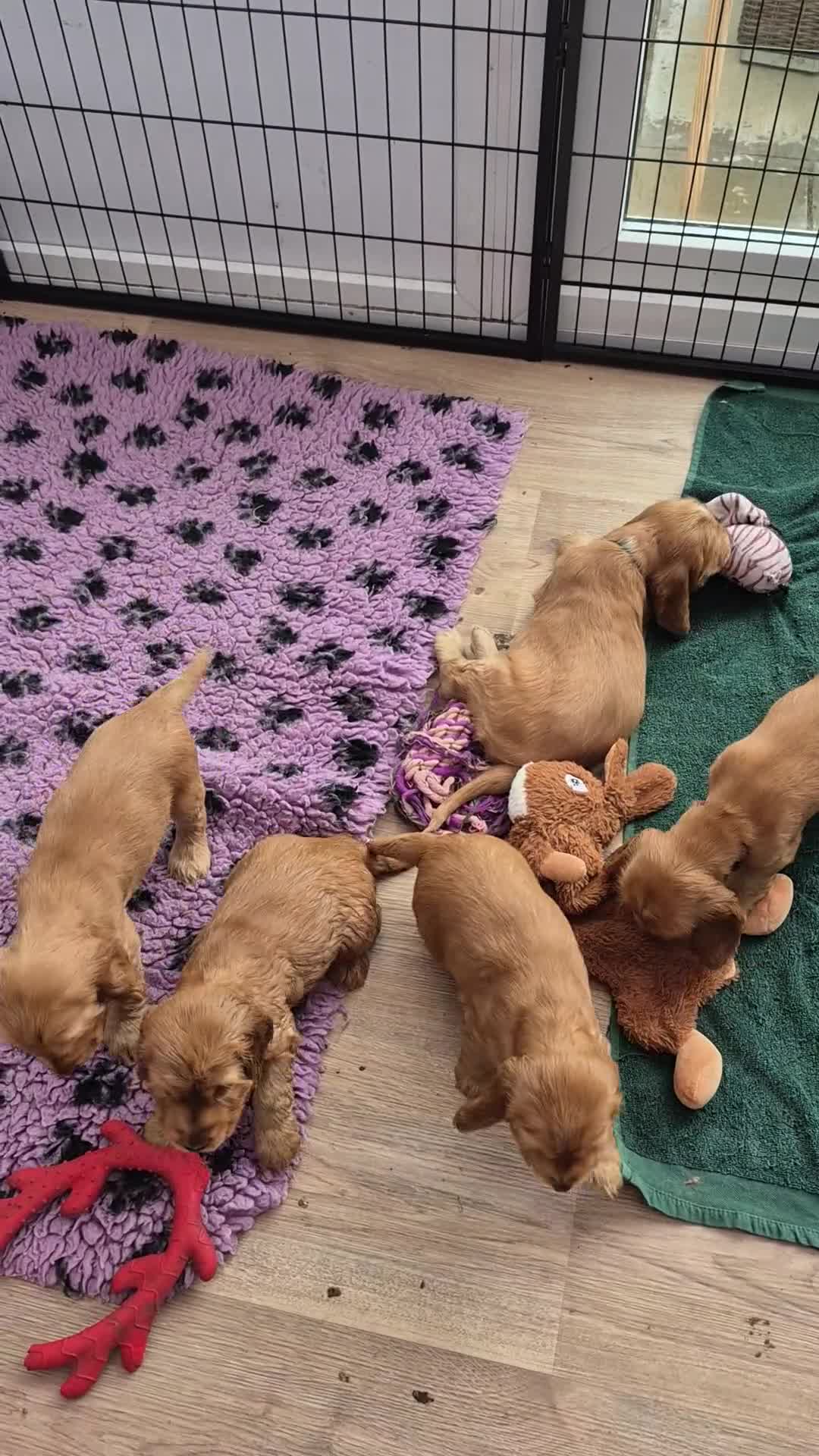 Cocker Spaniel dogs for sale: Kc reg Show Cocker Spaniels  - Video 2