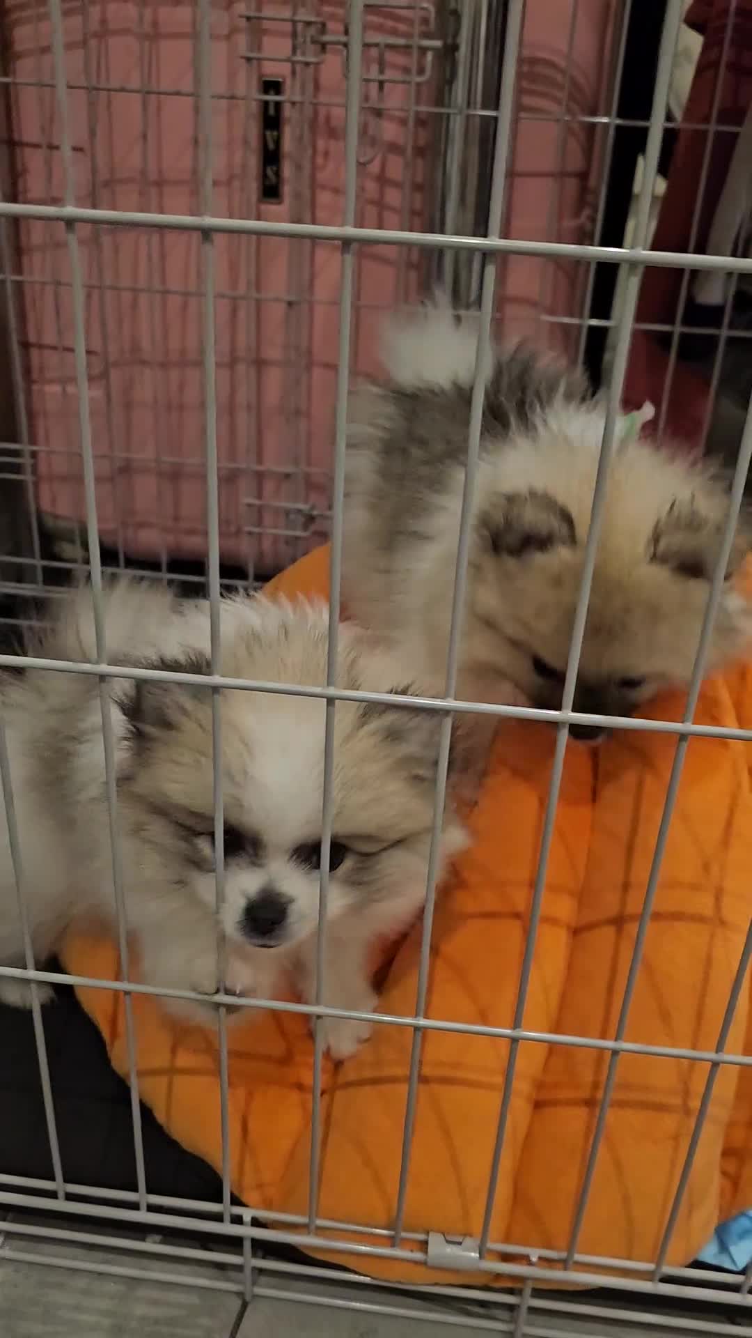 Pomeranian dogs for sale: Hi my name it's Laura - Video 1