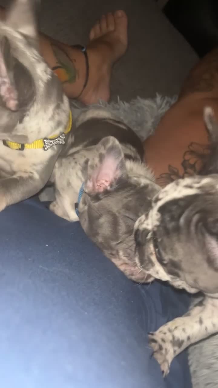 French Bulldog dogs for sale: Tri-colour Blue Merle Frenchie pups - Video 1