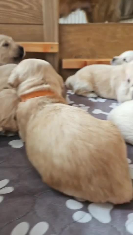 Goldendoodle dogs for sale: F1B Goldendoodle puppies for sale - Video 1