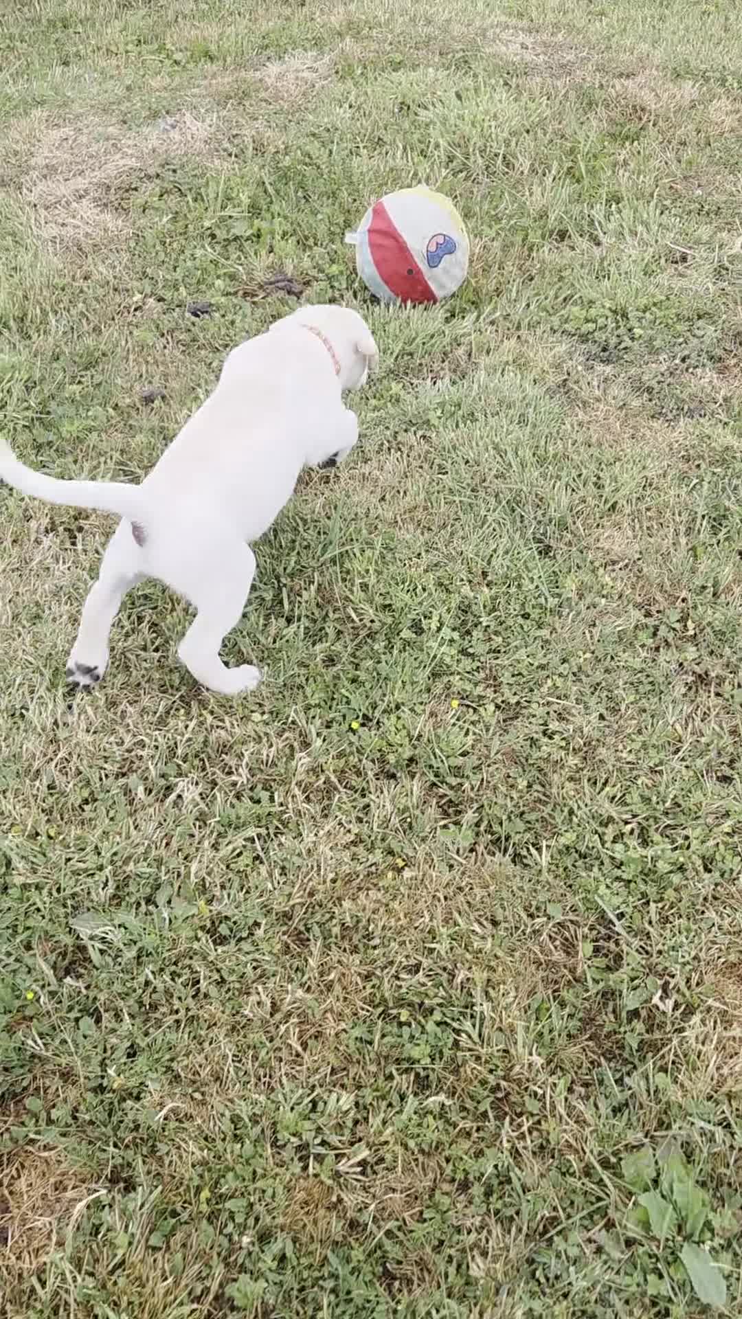 Labrador Retriever dogs for sale: KC Labrador puppies #READY TO LEAVE# - Video 3
