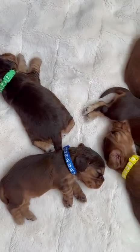 Cocker Spaniel dogs for sale: 🌟 OUTSTANDING KC SHOW COCKER SPANIELS 🌟 - Video 1