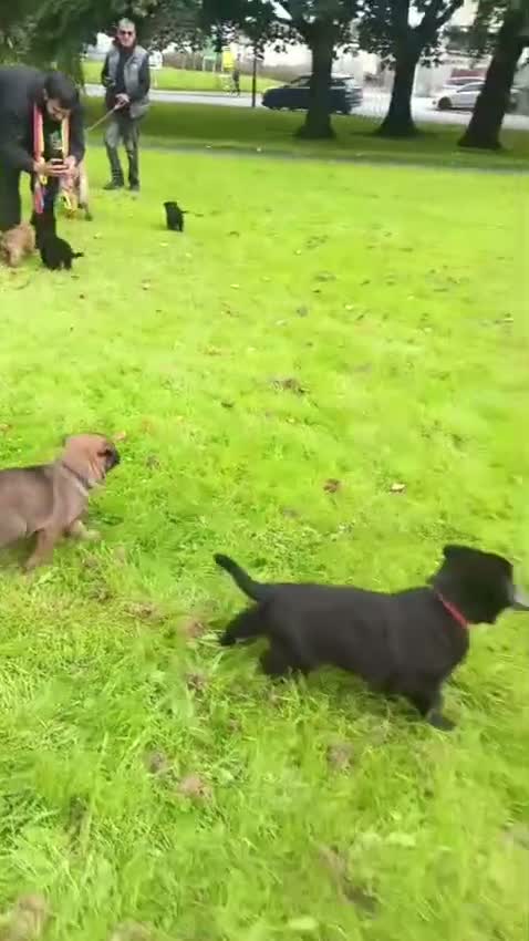 Belgian Shepherd Dog dogs for sale: Belgian mallinois in Oldham - Video 3