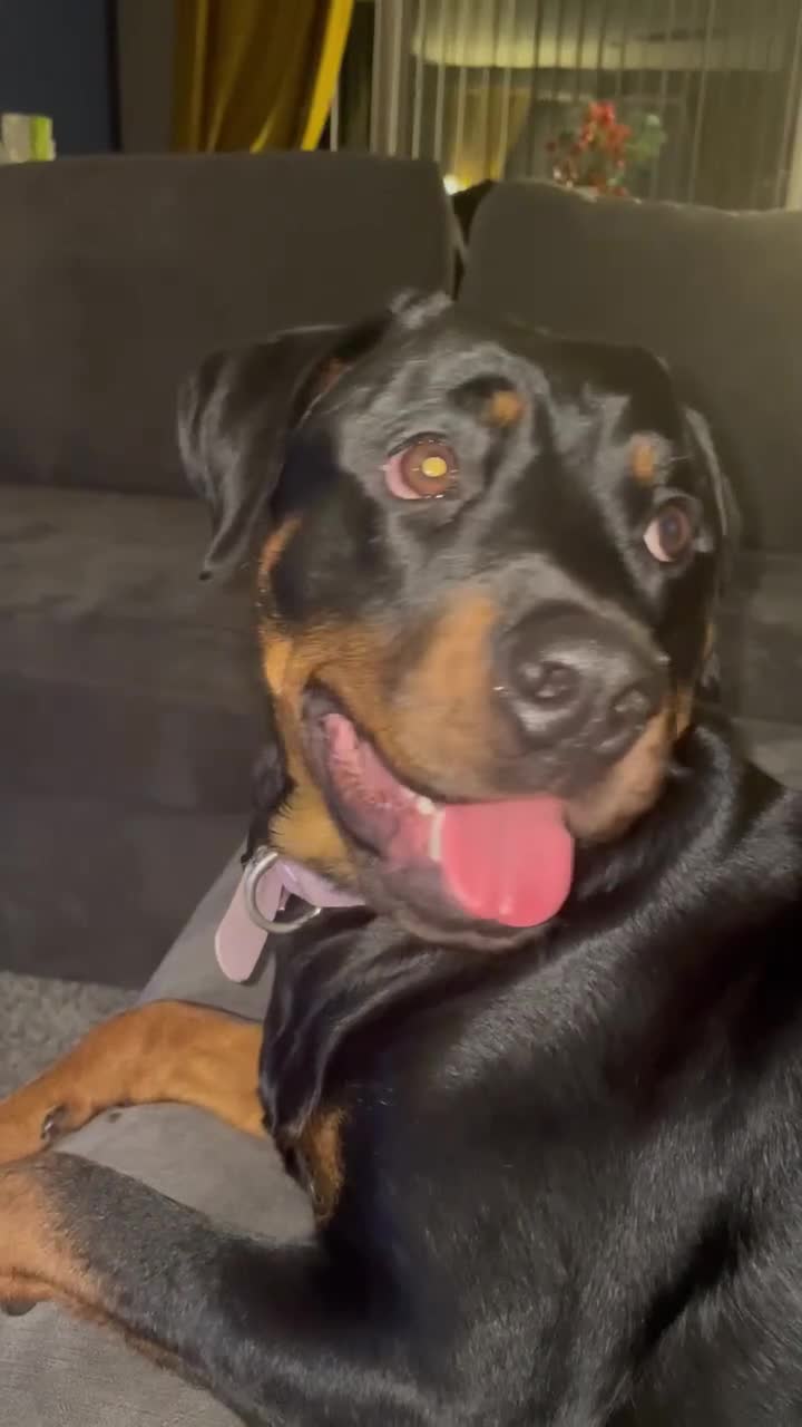 Rottweiler dogs for sale: Lottie the Rottie - Video 1