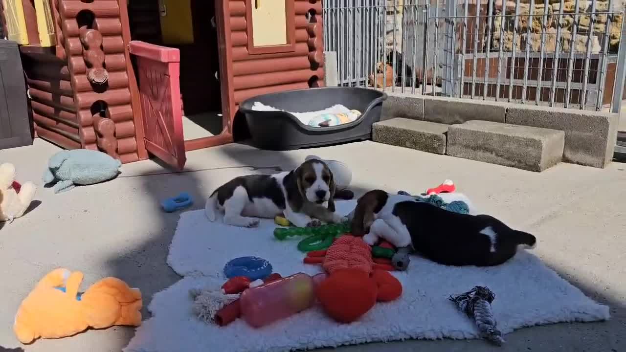Beagle dogs for sale: Stunning KC Reg Beagle Pups - Ready Now - Video 3