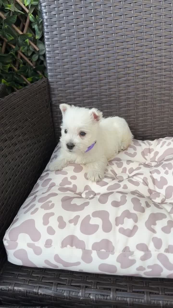 West Highland Terrier dogs for sale: West highland white female puppies.  - Video 2