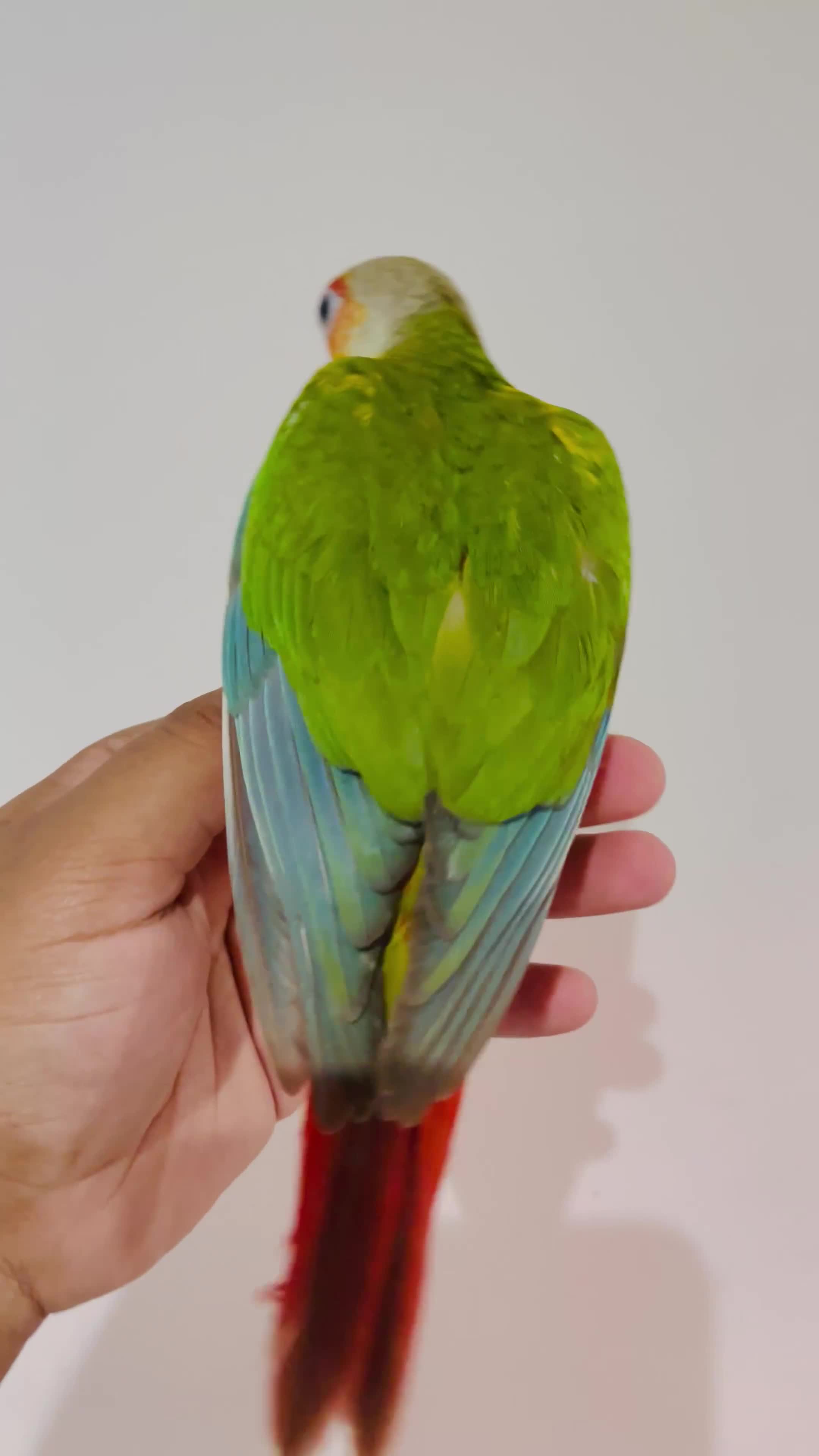 Conures birds for sale: Hand reared conures for sale - Video 1