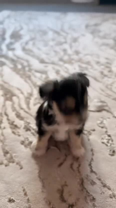 Chorkie dogs for sale: Tiny little boy for sale - Video 2
