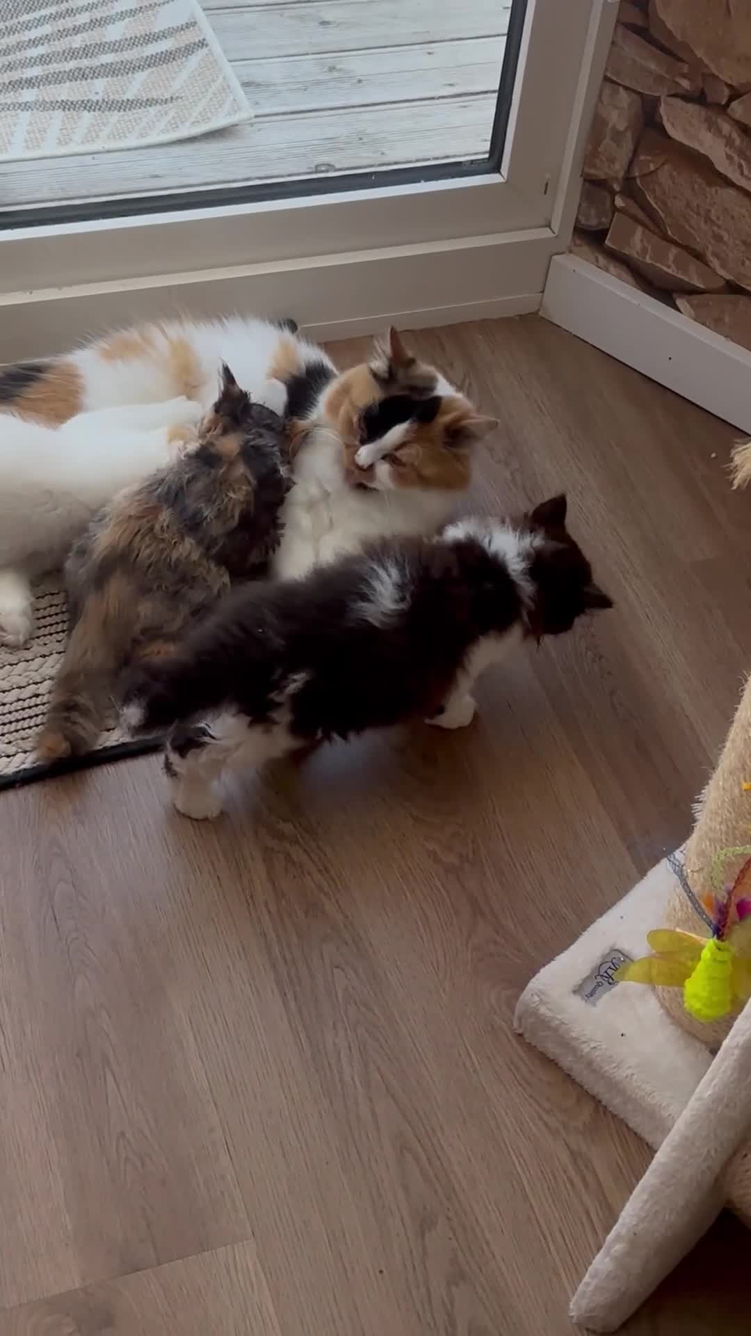 British Longhair cats for sale: Champion line PEDIGREE BLH/BSH kittens 🩵🩷💙 - Video 3