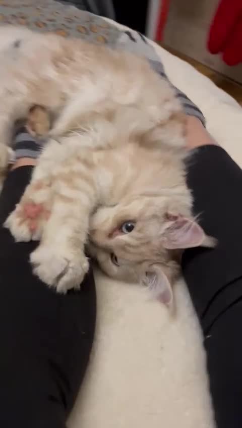 Maine Coon cats for sale: Rehome TICA Mainecoon,HCM,PKD,SMA pass - Video 1