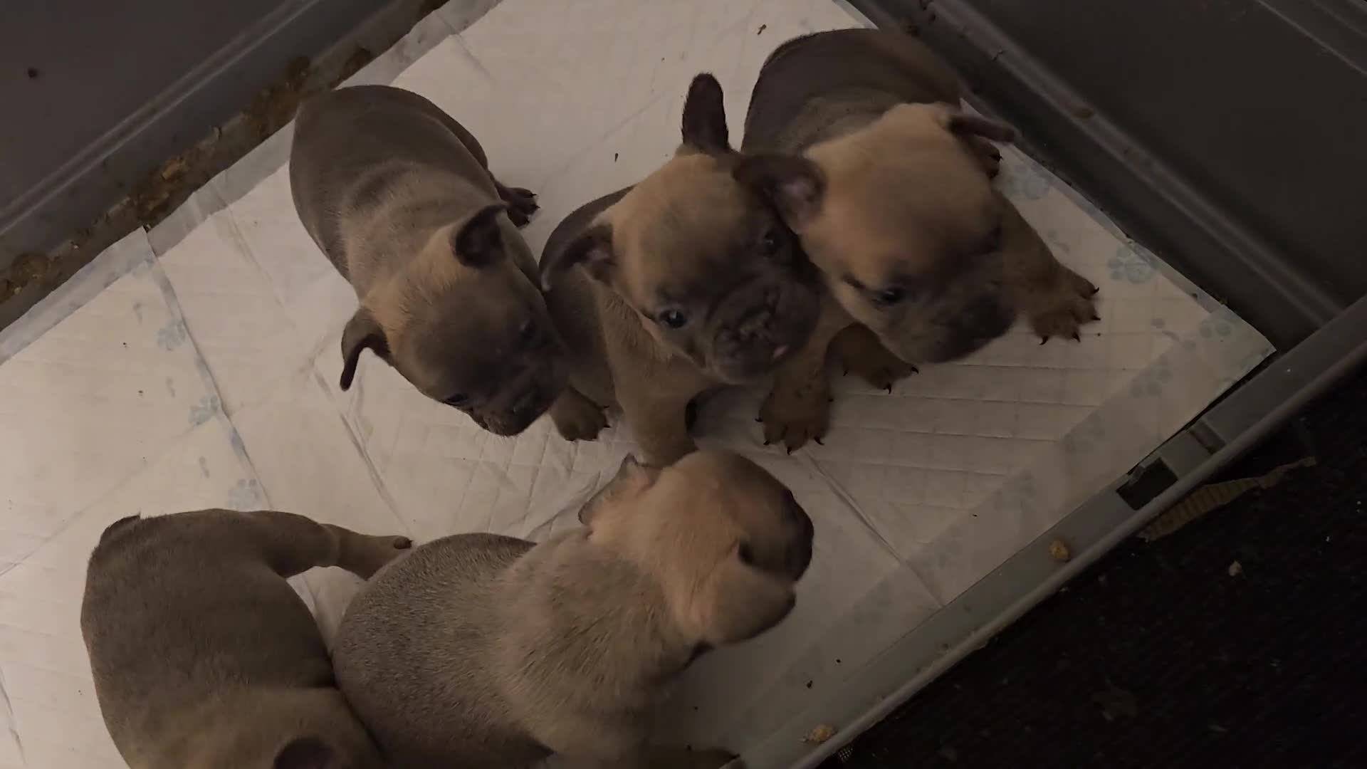 French Bulldog dogs for sale: Beautiful french bulldog puppies  - Video 1