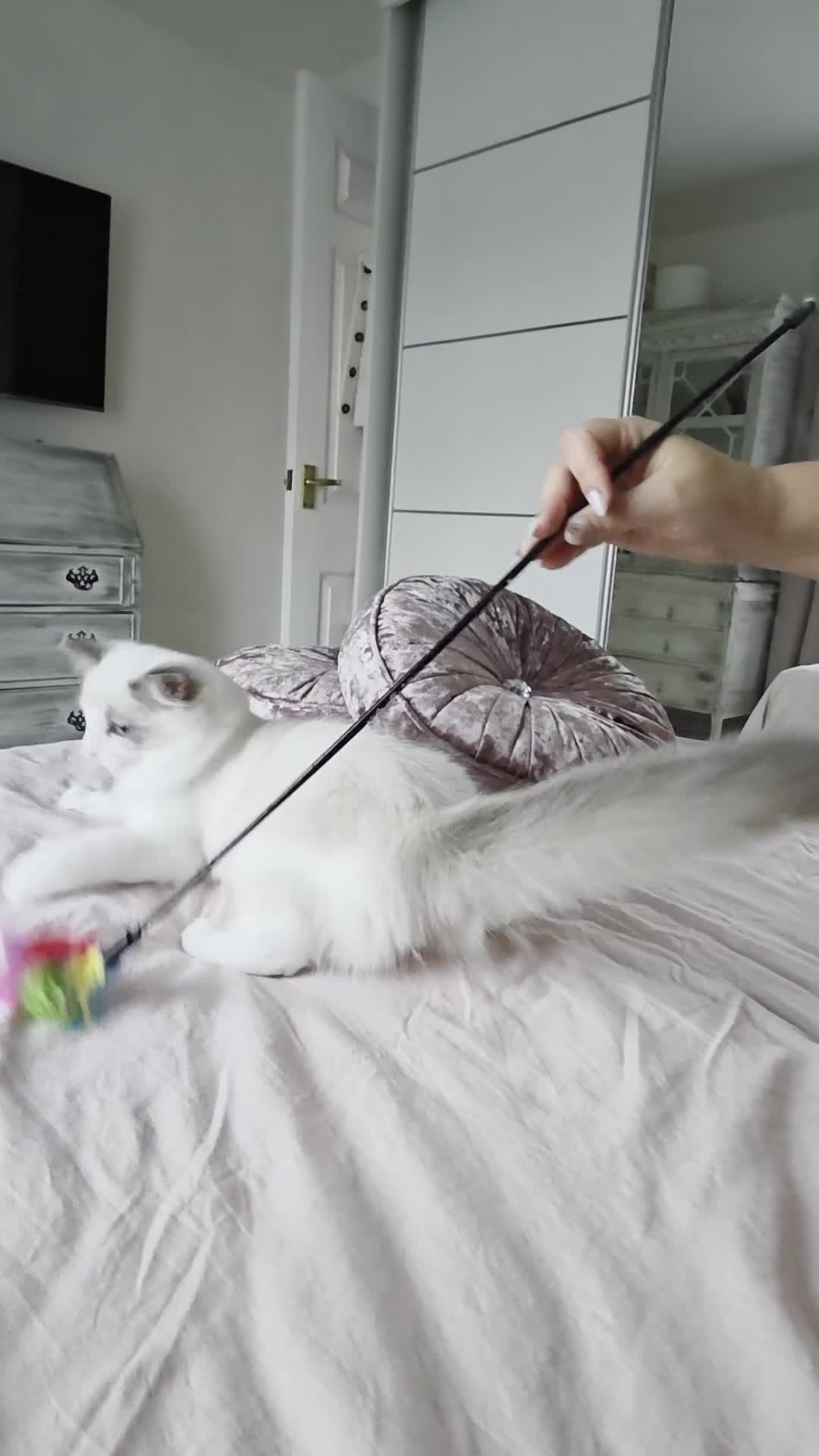 Ragdoll cats for sale: Ragdoll kittens are looking for forever home  - Video 3