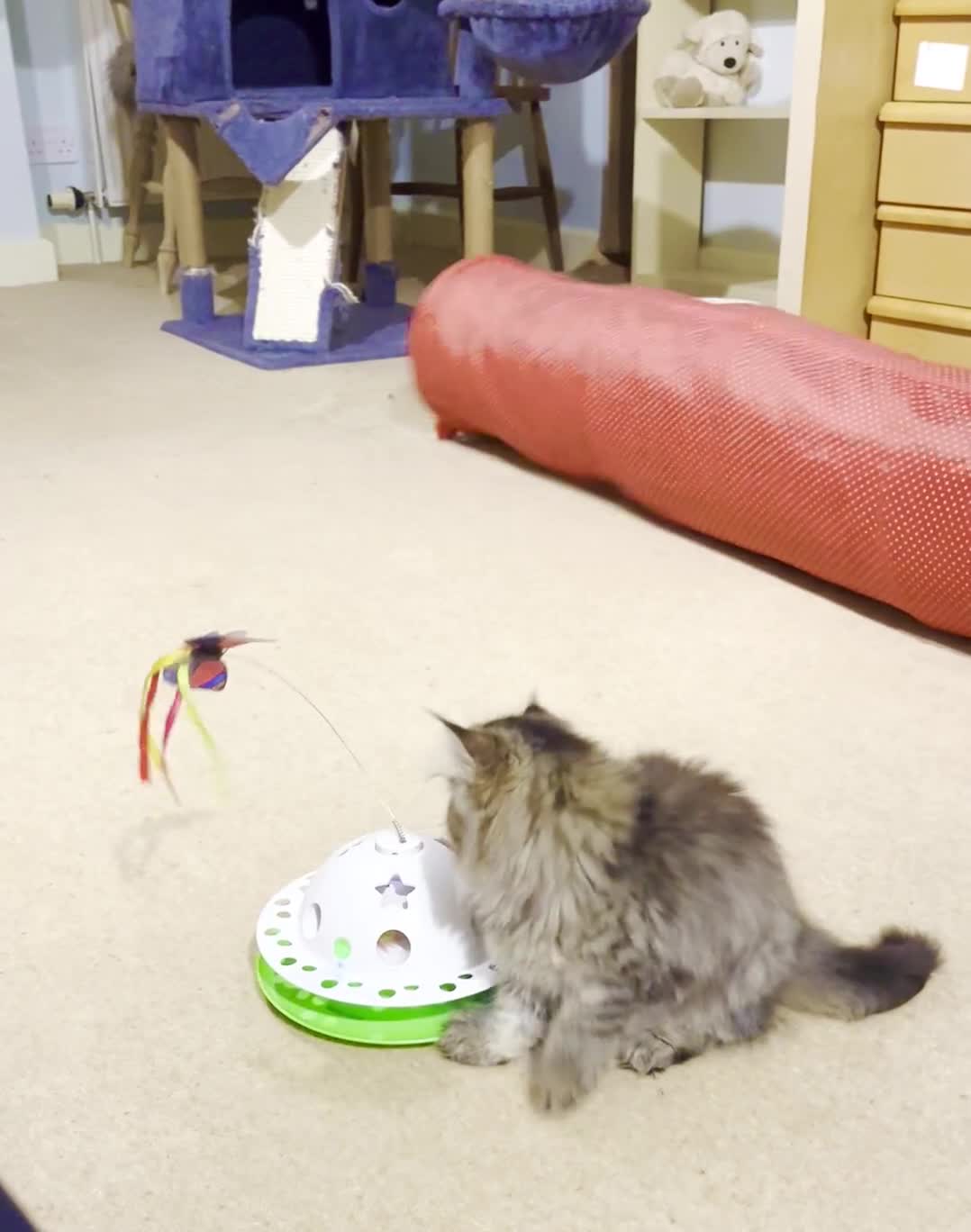 British Longhair cats for sale: 1 Adorable British Longhair x Persian Kittens  - Video 3
