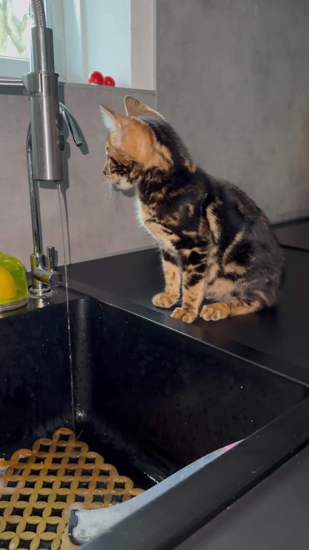 Bengal cats for sale: Top quality pure breed marble Bengal kitten  - Video 1