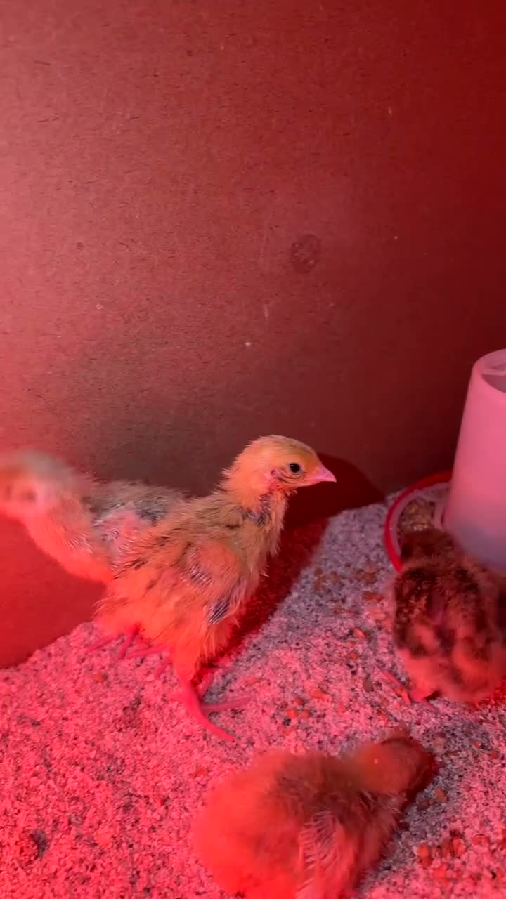 Quail poultry for sale: Day old quail available  - Video 2