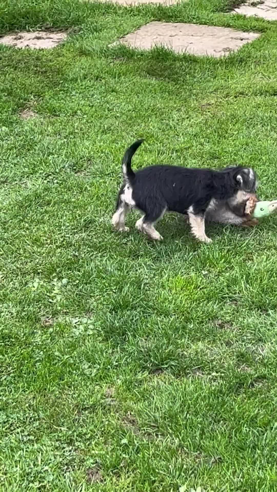 Jackapoo dogs for sale: Miniature Jackapoo  - Video 1