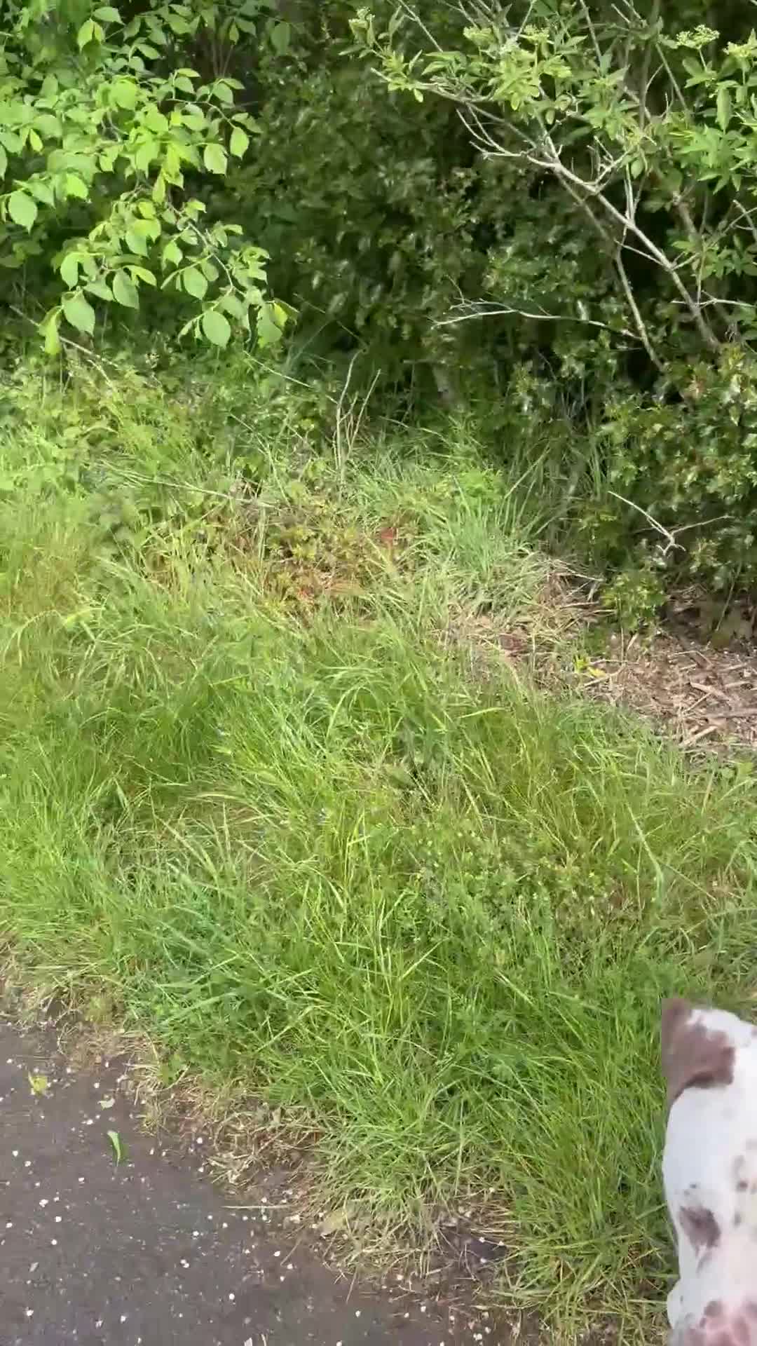 Mixed Breed dogs for sale: Beautiful Dalmatian boy  - Video 1