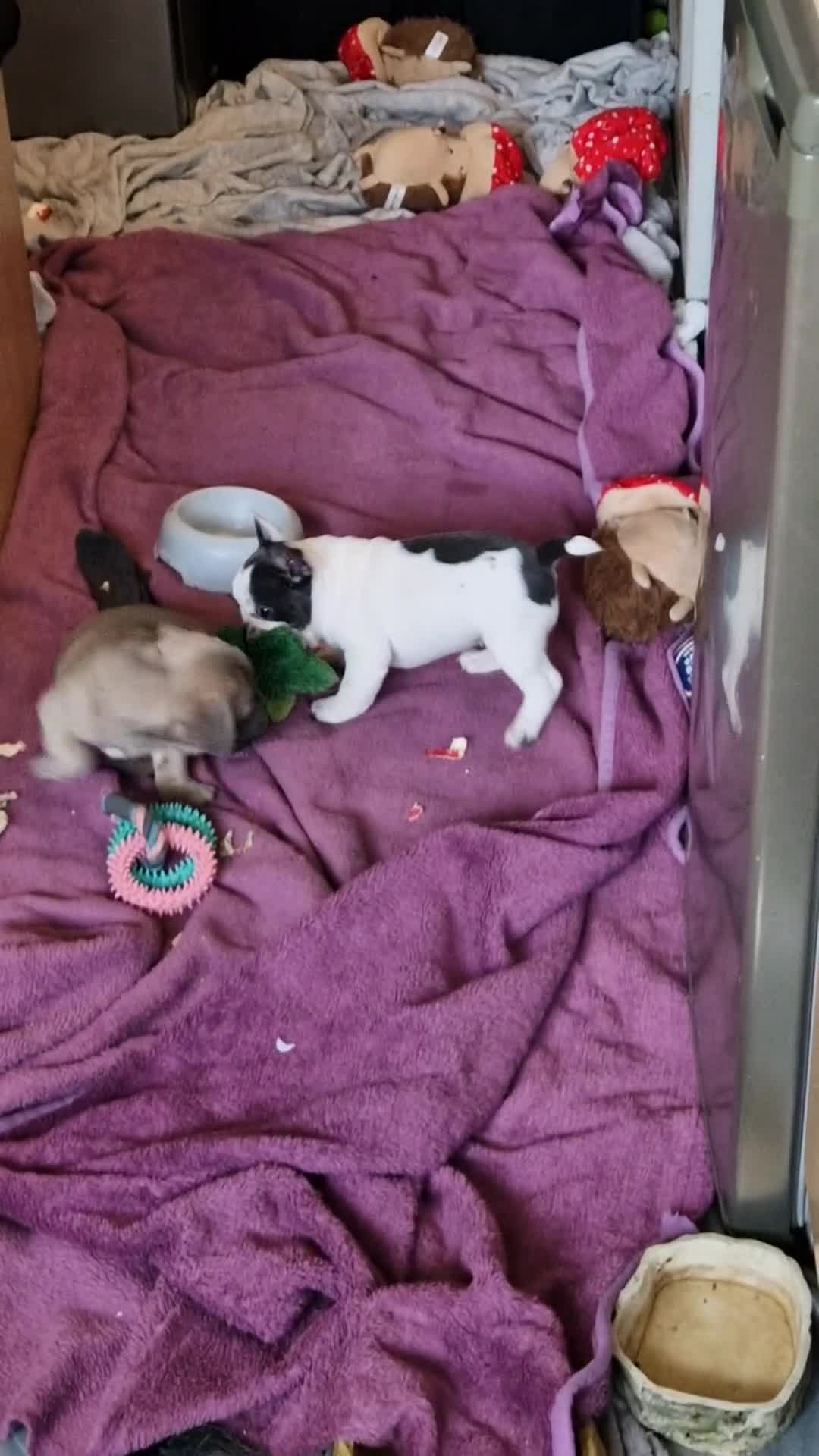 Mixed Breed dogs for sale: Fantastic 3/4 French bulldog and a 1/4 jack puppy - Video 1