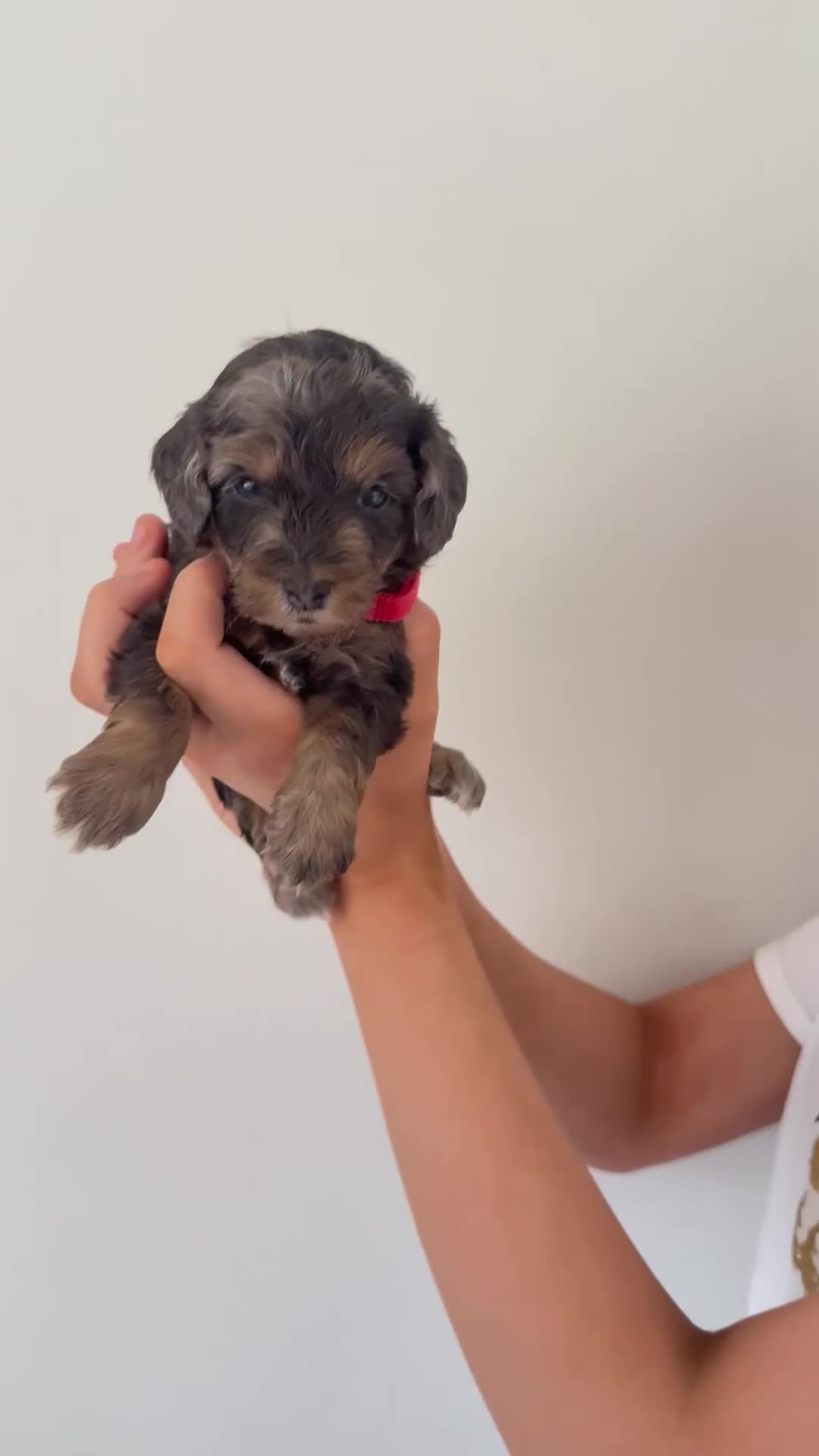 Cockapoo dogs for sale: Beautiful Cockapoos Merle/Chocolate in Buxton - Video 4