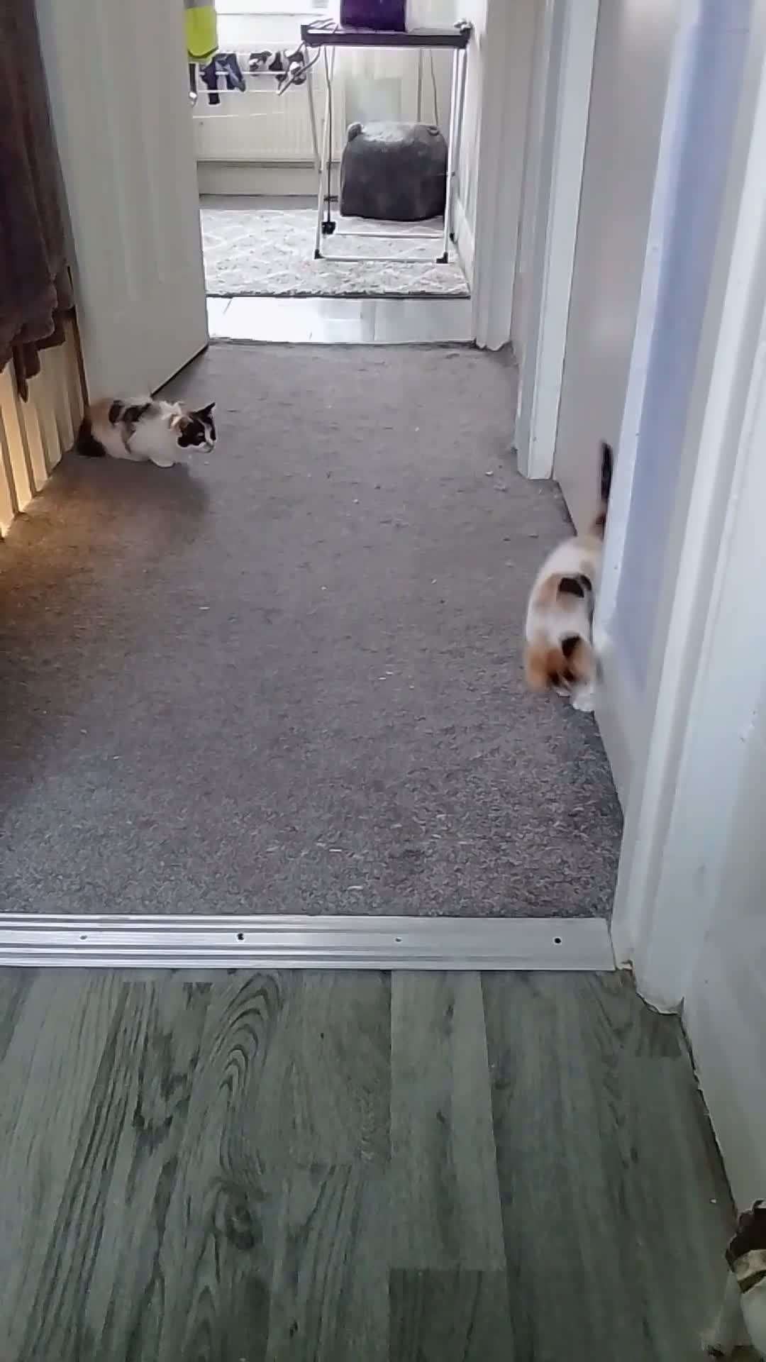 Mixed Breed cats for sale: Mini covs :D - Video 2