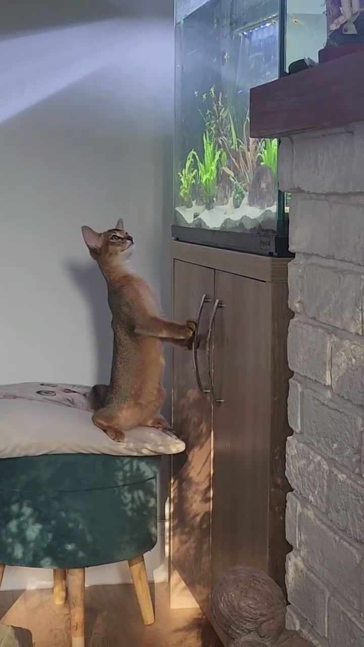 Abyssinian cats for sale: Adorable Abyssinian kittens GCCF Registered - Video 1