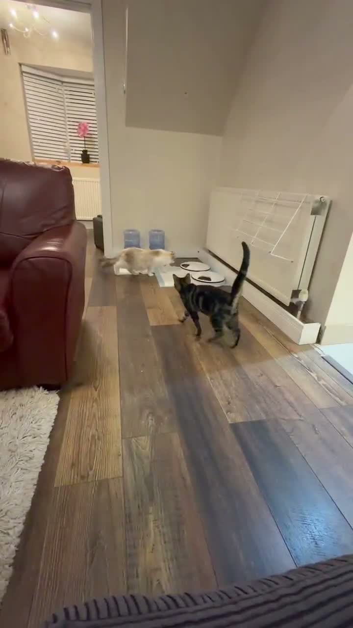 Mixed Breed cats for sale: Beautiful mum and son in Birmingham - Video 1