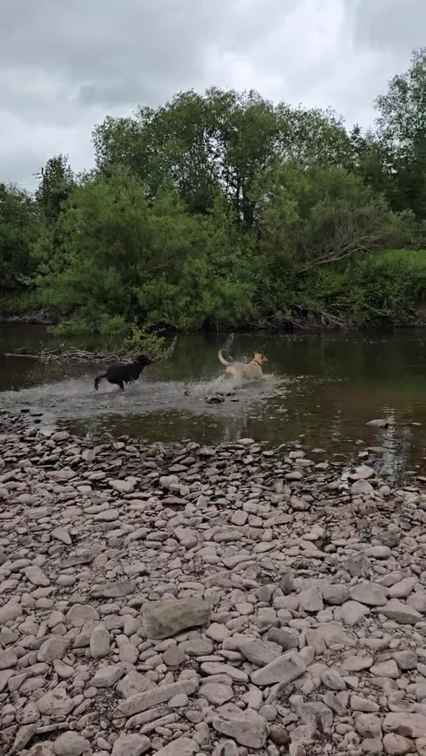 Labrador Retriever dogs for stud: Labrador Ret. 100%-success PROVEN KC/Health tested in Brecon - Video 1