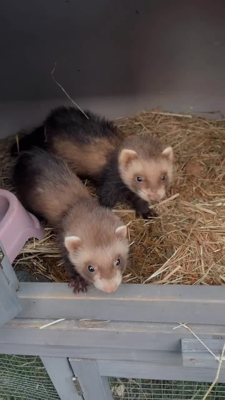 Ferret rodents for sale: Ferret kits needing new home - Video 1