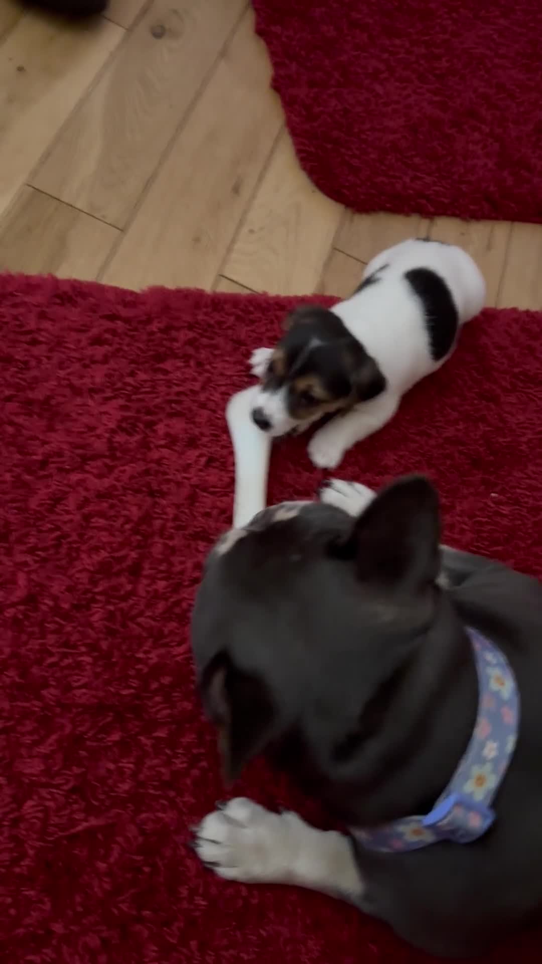 Jack Russell dogs for sale: Jack russell boy  - Video 1